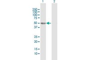 Western Blot analysis of GALK2 expression in transfected 293T cell line by GALK2 MaxPab polyclonal antibody.