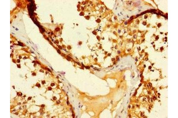 DUS3L antibody  (AA 221-409)