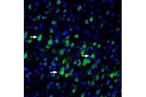 Expression of Nectin-3 in rat parietal cortexImmunohistochemical staining of perfusion-fixed frozen rat brain sections with Anti-Nectin-3/PVRL3 (extracellular) Antibody (ABIN7043441, ABIN7044696 and ABIN7044697), (1:100), followed by goat anti-rabbit-AlexaFluor-488. (Nectin cell adhesion molecule 3 (NECTIN3) Peptide)