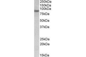 Western Blotting (WB) image for anti-RUN and FYVE Domain Containing 1 (RUFY1) (Internal Region) antibody (ABIN2464783) (RUFY1 antibody  (Internal Region))