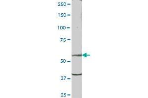 PSD MaxPab polyclonal antibody. (PSD antibody  (AA 1-1024))