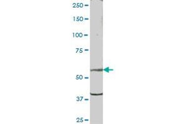 PSD antibody  (AA 1-1024)