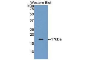 Western Blotting (WB) image for anti-Inhibin, alpha (INHA) (AA 233-366) antibody (ABIN1078184) (Inhibin alpha antibody  (AA 233-366))