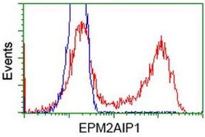 Flow Cytometry (FACS) image for anti-EPM2A (Laforin) Interacting Protein 1 (EPM2AIP1) antibody (ABIN1498042) (EPM2AIP1 antibody)