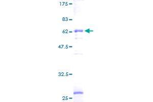 PPP1CC Protein (AA 1-323) (GST tag)