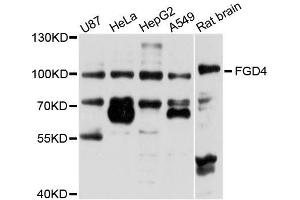 Western blot analysis of extracts of various cell lines, using FGD4 antibody (ABIN5996251) at 1/1000 dilution.