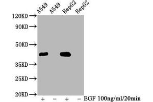 Western Blot Positive WB detected in A549 whole cell lysate,HepG2 whole cell lysate(treated with EGF or not) All lanes Phospho-MAPK3 antibody at 2. (Recombinant ERK1 antibody  (pThr185, pThr202))