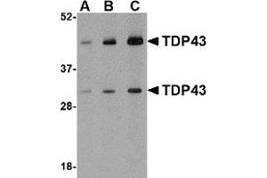 Western Blotting (WB) image for anti-TAR DNA Binding Protein (TARDBP) (N-Term) antibody (ABIN1031608) (TARDBP antibody  (N-Term))