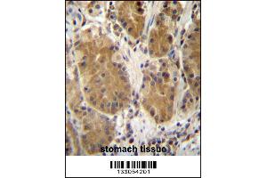 PCDHB5 Antibody immunohistochemistry analysis in formalin fixed and paraffin embedded human stomach tissue followed by peroxidase conjugation of the secondary antibody and DAB staining. (PCDHb5 antibody  (AA 278-307))