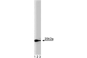 Western blot analysis of ARF-3 on a rat cerebrum lysate. (ARF3 antibody  (AA 1-181))