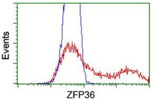 HEK293T cells transfected with either RC202049 overexpress plasmid (Red) or empty vector control plasmid (Blue) were immunostained by anti-ZFP36 antibody (ABIN2454209), and then analyzed by flow cytometry. (ZFP36 antibody)