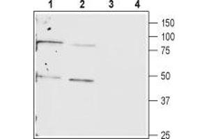 Western blot analysis of rat (lanes 1 and 3) and mouse (lanes 2 and 4) heart lysates: - 1,2.