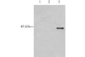 Image no. 1 for anti-Inhibitor of Growth Family, Member 5 (ING5) (AA 127-140) antibody (ABIN297204)