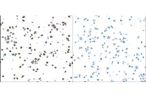 Immunocytochemistry (ICC) image for anti-Granzyme B (GZMB) (AA 19-247) antibody (ABIN7449554)