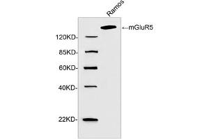 Western blot analysis of cell lysate using 2 µg/mL Rabbit Anti-mGluR5 Polyclonal Antibody (ABIN398992) The signal was developed with IRDyeTM 800 Conjugated Goat Anti-Rabbit IgG. (Metabotropic Glutamate Receptor 5 antibody  (C-Term))