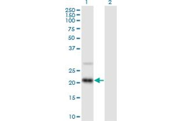 RAX2 antibody  (AA 1-184)
