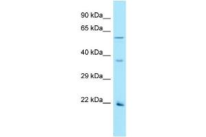 Western Blotting (WB) image for anti-Olfactory Receptor, Family 2, Subfamily AG, Member 1 (OR2AG1) (C-Term) antibody (ABIN2790567)