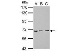 Image no. 1 for anti-Zinc Finger Protein 416 (ZNF416) (AA 93-431) antibody (ABIN1501843) (ZNF416 antibody  (AA 93-431))