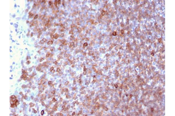 LSP1 antibody  (AA 174-278)