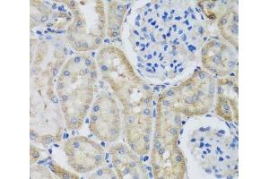 Immunohistochemistry of paraffin-embedded Rat kidney using GFER Polyclonal Antibody at dilution of 1:100 (40x lens). (GFER antibody)