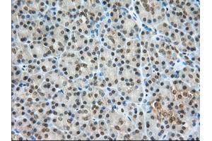 Immunohistochemical staining of paraffin-embedded Human Kidney tissue using anti-PDE4A mouse monoclonal antibody.