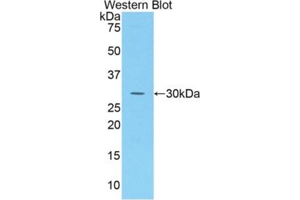 SUMF1 antibody  (AA 113-356)