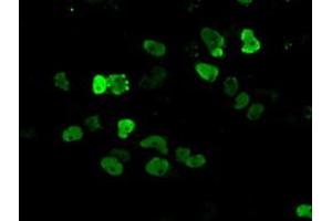 Image no. 11 for anti-Aryl Hydrocarbon Receptor Nuclear Translocator (ARNT) antibody (ABIN1496729) (ARNT antibody)