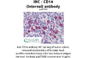 Image no. 1 for anti-CD14 (CD14) (Internal Region) antibody (ABIN1732816) (CD14 antibody  (Internal Region))