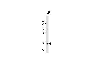 Western blot analysis of lysate from Hela cell line, using FIS1 Antibody (N-term) (ABIN6243662 and ABIN6577460). (Fission 1 antibody  (N-Term))