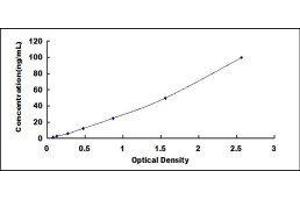 Bcl-2 ELISA Kit