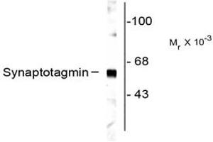 Image no. 1 for anti-Synaptotagmin I (SYT1) antibody (ABIN303945) (SYT1 antibody)