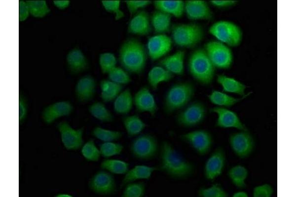 HECW1 antibody  (AA 751-900)