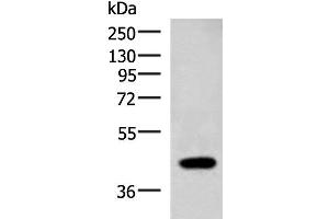 Western blot analysis of Raji cell lysate using ADH1B Polyclonal Antibody at dilution of 1:1000