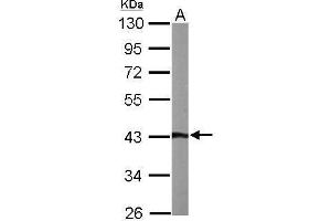 Western Blotting (WB) image for anti-ArsA Arsenite Transporter, ATP-Binding, Homolog 1 (ASNA1) antibody (ABIN2856957)