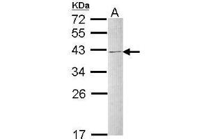 Western blot analysis of 30 ug of whole cell lysate (A: Raji) using a 12 % SDS PAGE gel and hnRNP C1/C2 antibody at a dilution of 1:1000 (HNRNPC antibody)