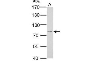 Western Blotting (WB) image for anti-Dipeptidyl-Peptidase 3 (DPP3) antibody (ABIN2856224)