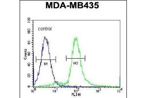 ARHG Antibody (Center) 695b flow cytometric analysis of MDA-M cells (right histogram) compared to a negative control cell (left histogram). (ARHGAP10 antibody  (AA 237-263))