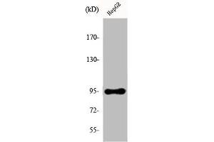 Western Blot analysis of HepG2 cells using Ephrin-A4 Polyclonal Antibody (EFNA4 antibody  (C-Term))