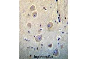 ARHB Antibody (Center) immunohistochemistry analysis in formalin fixed and paraffin embedded human brain tissue followed by peroxidase conjugation of the secondary antibody and DAB staining. (RHOB antibody  (Middle Region))