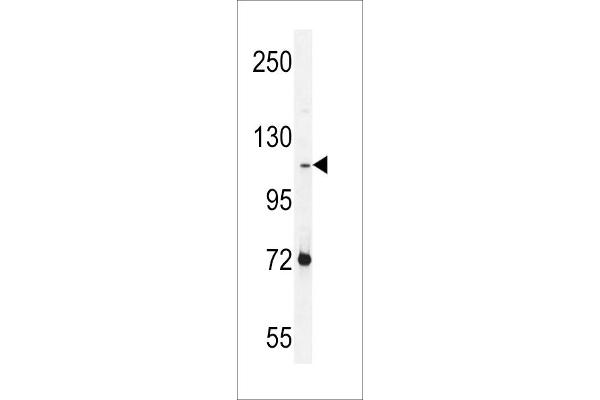 PCDHAC2 antibody  (AA 616-644)