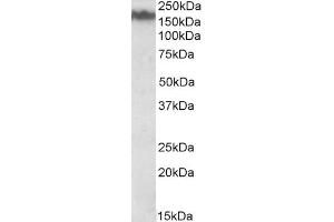 ABIN571056 (0. (NEFM antibody  (Internal Region))