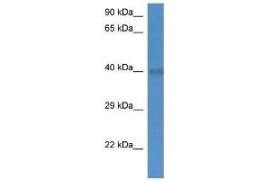 Western Blot showing Slc25a27 antibody used at a concentration of 1. (SLC25A27 antibody  (C-Term))