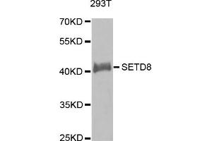 Western Blotting (WB) image for anti-SET Domain Containing (Lysine Methyltransferase) 8 (SETD8) antibody (ABIN1874745) (SETD8 antibody)