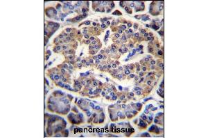 EIF4H Antibody (Center) (ABIN656543 and ABIN2845807) immunohistochemistry analysis in formalin fixed and paraffin embedded human pancreas tissue followed by peroxidase conjugation of the secondary antibody and DAB staining. (EIF4H antibody  (AA 127-156))