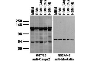 Immunoblots on brain membranes prepared from whole rat (RBM) and mouse (MBM) brain, and from human cerebral cortex [HBM(Cx)], cerebellum [HBM(Cb)], and hippocampus [HBM(H)]. (CNTNAP2 antibody  (Extracellular))