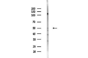anti-Suppressor of Fused Homolog (SUFUH) (N-Term) antibody