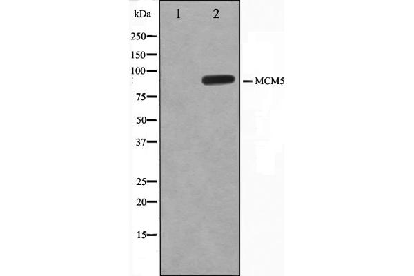 MCM5 antibody  (N-Term)