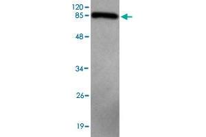 Western blot analysis of CNOT4 monoclonal antibody  at 1 : 2000 dilution interacts with recombinant CNOT4 protein with a MBP tag. (CNOT4 antibody)