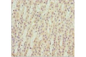 Immunohistochemistry of paraffin-embedded human adrenal gland tissue using ABIN7169574 at dilution of 1:100 (NEU2 antibody  (AA 171-380))