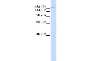 WB Suggested Anti-NUMA1 Antibody Titration:  0.